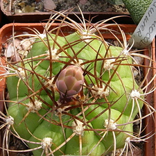 Gymnocalycium hammerschmidii