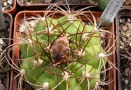 Gymnocalycium hammerschmidii
