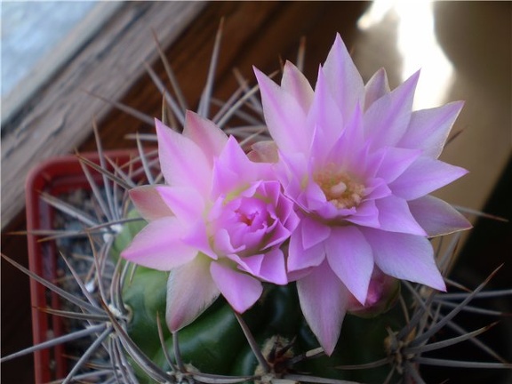 Gymnocalycium horridispinum Necro