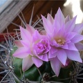 Gymnocalycium horridispinum Necro