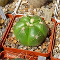 Gymnocalycium horstii