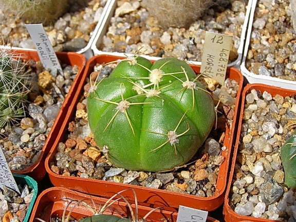 Gymnocalycium horstii