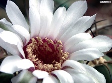 Gymnocalycium lagunilasenze