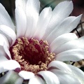 Gymnocalycium lagunilasenze