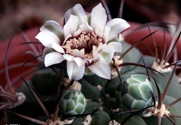 Gymnocalycium lagunilazense 1