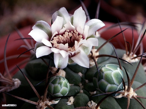Gymnocalycium lagunilazense 1