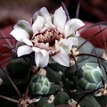 Gymnocalycium lagunilazense 1