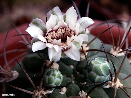 Gymnocalycium lagunilazense 1