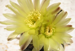 Gymnocalycium leeanum