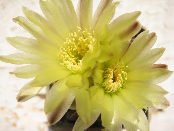 Gymnocalycium leeanum
