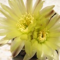 Gymnocalycium leeanum