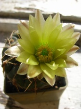 Gymnocalycium leeanum 001