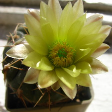 Gymnocalycium leeanum 001