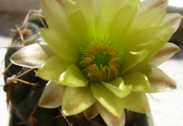 Gymnocalycium leeanum 001