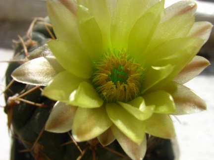 Gymnocalycium leeanum 001