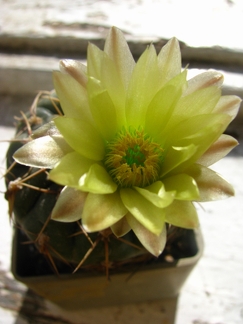 Gymnocalycium leeanum 001