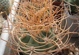 Gymnocalycium mazanense v polycephalum