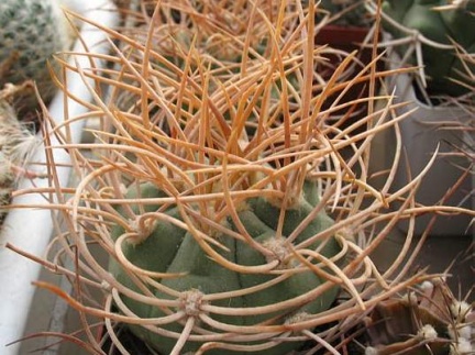 Gymnocalycium mazanense v polycephalum
