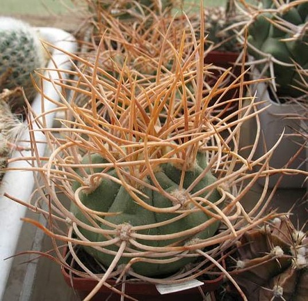 Gymnocalycium mazanense v polycephalum