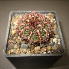 Gymnocalycium mesopotamicum P241