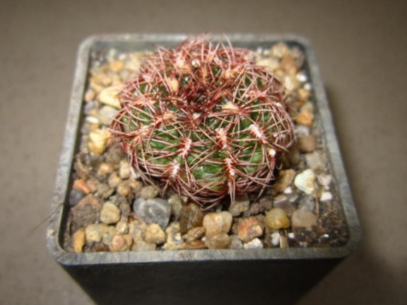 Gymnocalycium mesopotamicum P241
