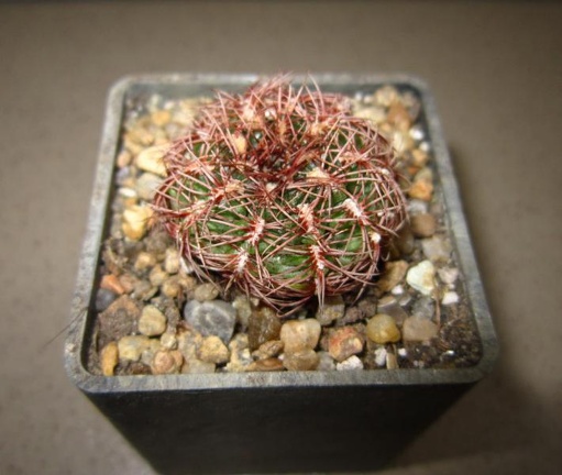 Gymnocalycium mesopotamicum P241
