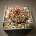 Gymnocalycium mesopotamicum P241