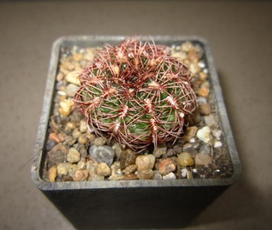 Gymnocalycium mesopotamicum P241