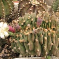 Gymnocalycium michanovichii fa cristata Fomenko