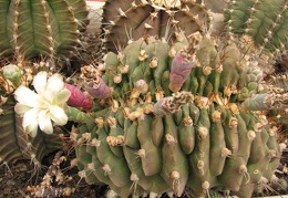 Gymnocalycium michanovichii fa cristata Fomenko
