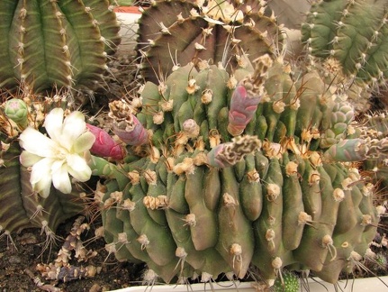 Gymnocalycium michanovichii fa cristata Fomenko