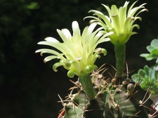 Gymnocalycium mihanovichii Baschuk FG