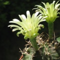 Gymnocalycium mihanovichii Baschuk FG