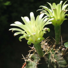 Gymnocalycium mihanovichii Baschuk FG