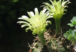 Gymnocalycium mihanovichii Baschuk FG