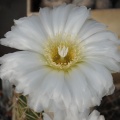 Gymnocalycium monvillei P6 Mukhin winner dec2012