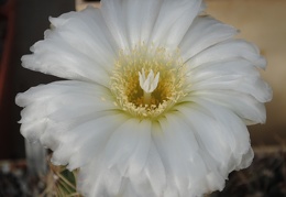 Gymnocalycium monvillei P6 Mukhin winner dec2012