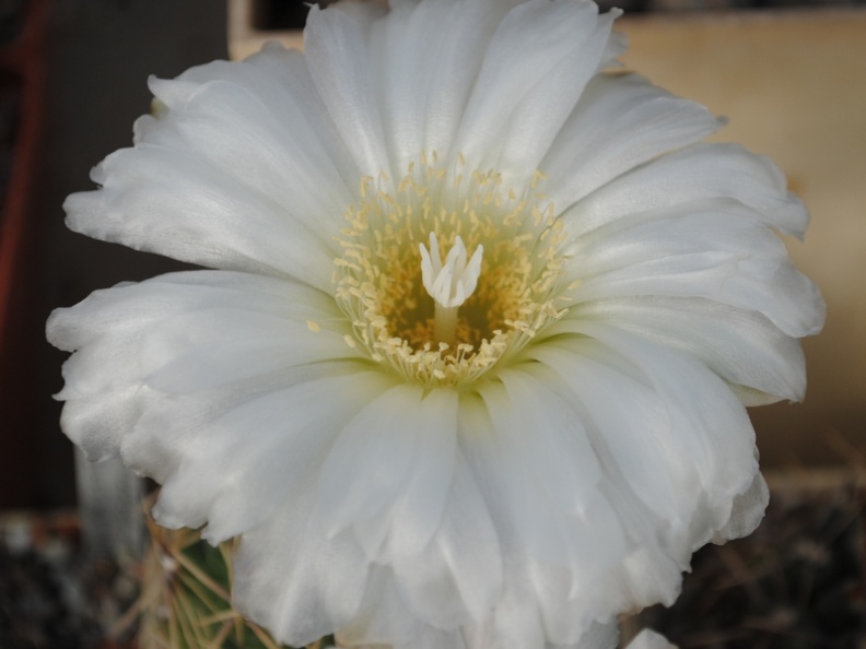 Gymnocalycium monvillei P6 Mukhin winner dec2012