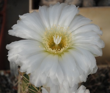 Gymnocalycium monvillei P6 Mukhin winner dec2012