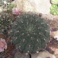 Gymnocalycium moserianum