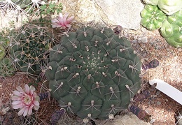 Gymnocalycium moserianum