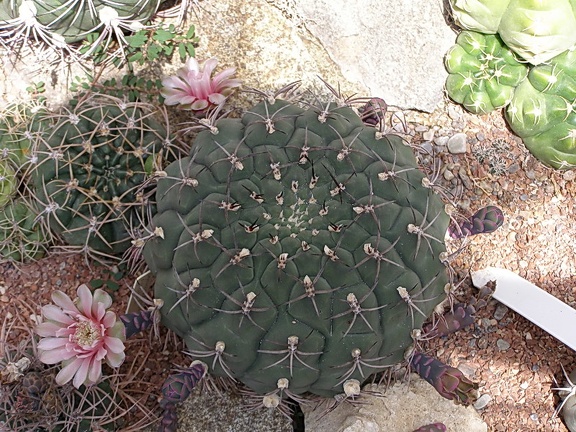 Gymnocalycium moserianum