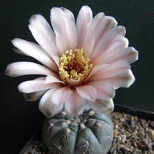 Gymnocalycium nataliae aff  VG-709