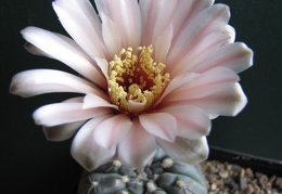 Gymnocalycium nataliae aff  VG-709