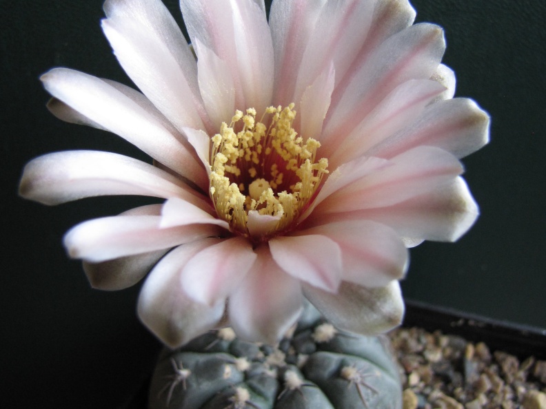 Gymnocalycium nataliae aff  VG-709