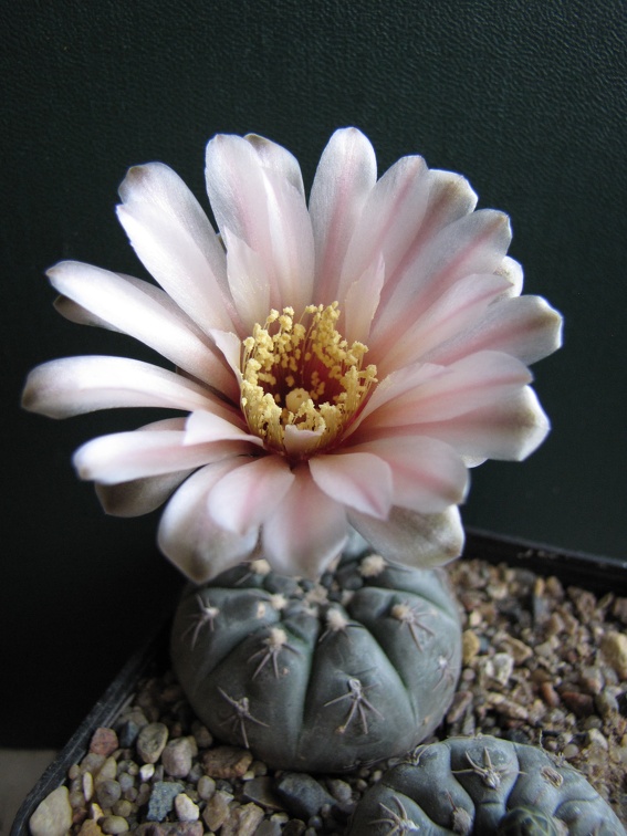 Gymnocalycium nataliae aff  VG-709