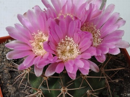 Gymnocalycium neuhuberi