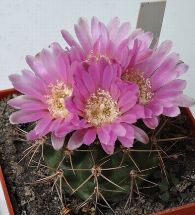 Gymnocalycium neuhuberi