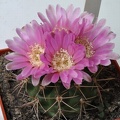 Gymnocalycium neuhuberi