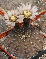 Gymnocalycium occultum JS 196